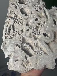 Image 4 of XL AGATIZED CORAL SLAB -FLORIDA- A