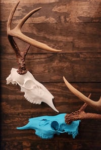 Image 1 of Deer Skull Antler Mount Half Skull