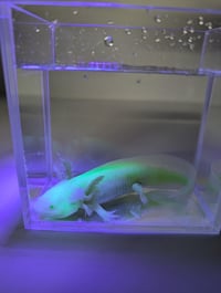 Image 2 of Butterbean