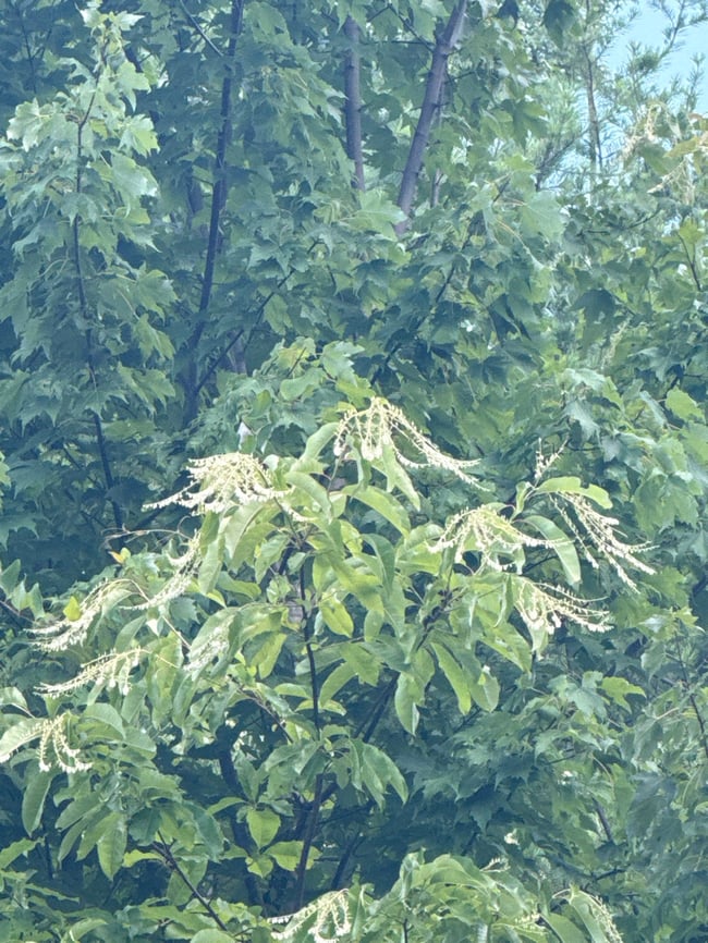 Sourwood honey 