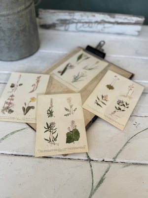 Image of Collection of four vintage botanical plates
