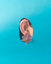 Image 2 of Orquídea “Phalaenopsis” | “stud”