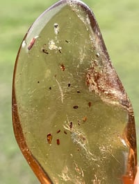 Image 4 of Copal Amber With Preserved Insects #2631