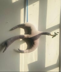 Image 4 of Silver Grey Velvet Dove 