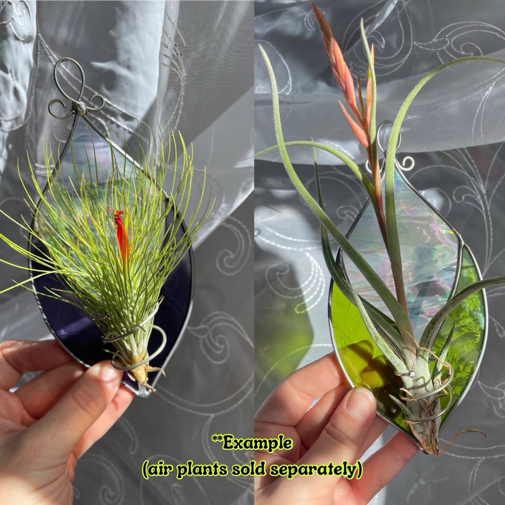 Image of Airplant Hanger 