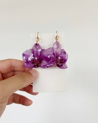 Image 1 of Phalaenopsis | aretes