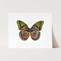 Image 4 of Euphaedra Watercolor Illustration PRINT