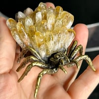 Image 1 of Golden Healer Spider ($14)