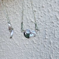 Image 2 of Green Angelica 