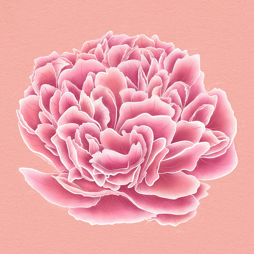 Image of Pretty Peony