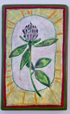 Clover  7