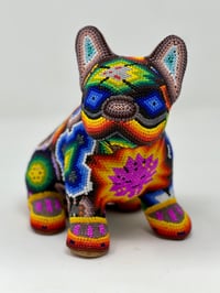Image 1 of French Bulldog Puppy 0010