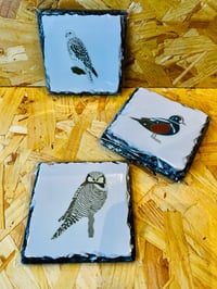 Image 1 of UK Birding Slates - Square Coasters (9cm) - Various Designs Available 