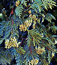 Image 1 of Cones of Cedar