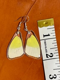 Image 2 of Statira Sulphur Forewings