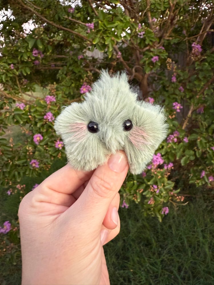 Image of Tiny star fluffy sage