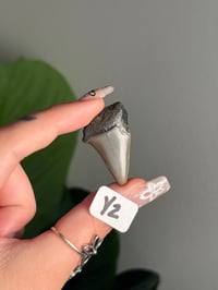 Image 25 of SMALL MEGALODON TEETH -SOUTH CAROLINA- CHOOSE YOUR OWN LOT 2 