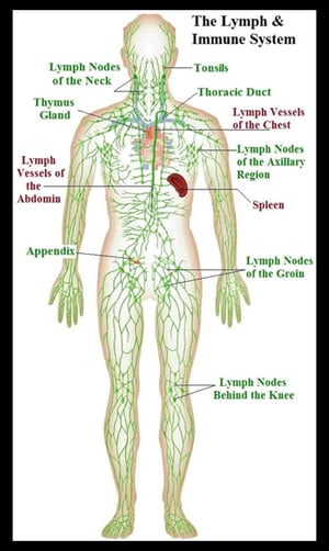Image of Lymphatic Drainage Ultimate Kit 