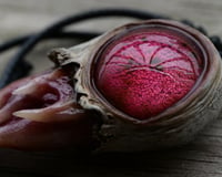 Image 25 of Crimson Oracle Snaggletooth Pendant OOAK