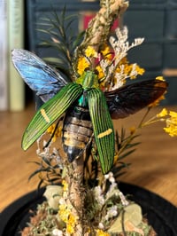 Image 1 of jewel beetle dome