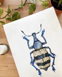Image 4 of Weevil Beetle Watercolor Illustration PRINT 