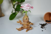 Image 1 of Rose Mandrake - Queenie