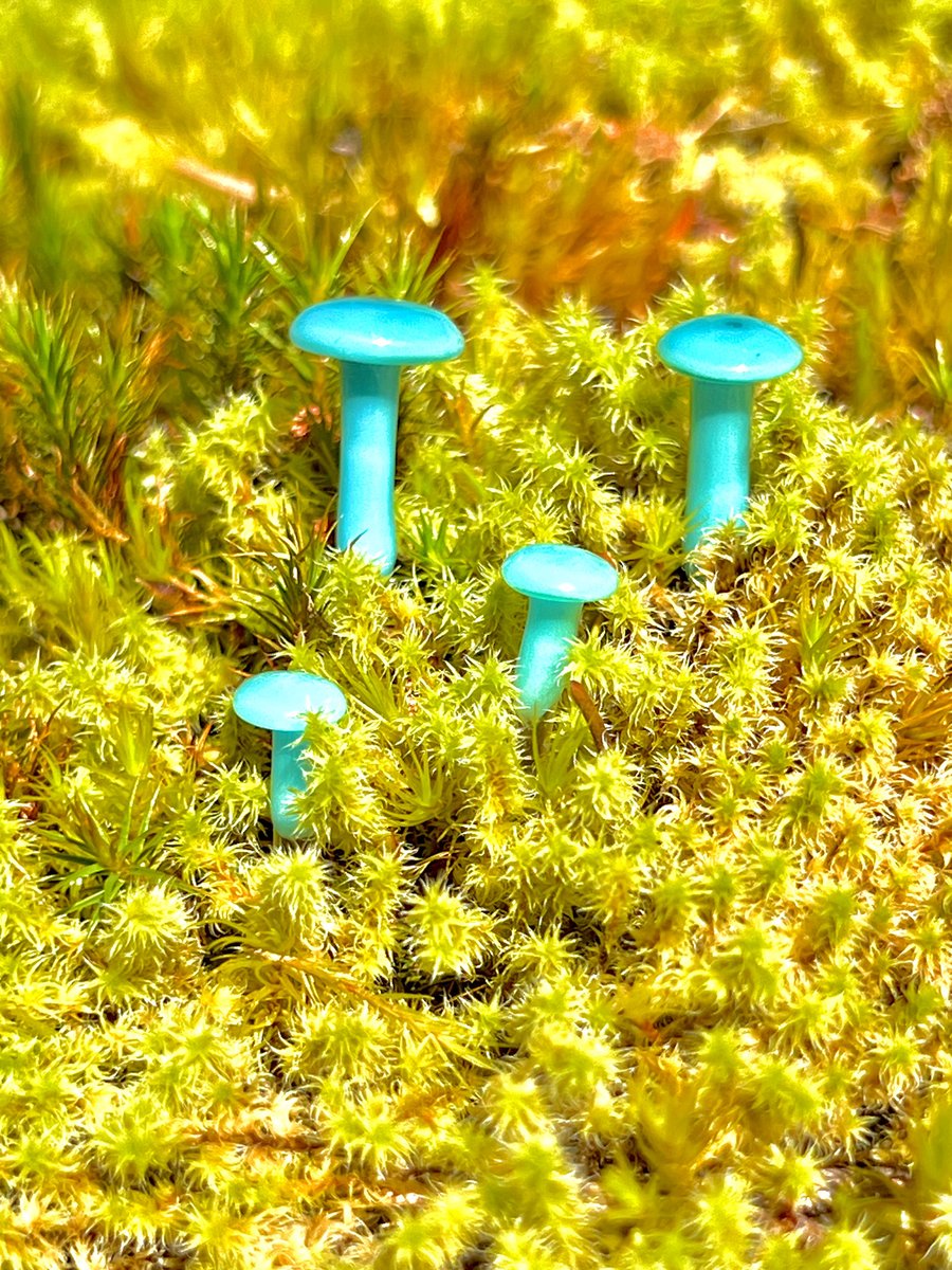 Image of 4 Blue Mushroom Plant Spikes