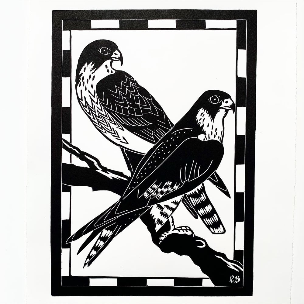 Image of Two Peregrine Falcons 