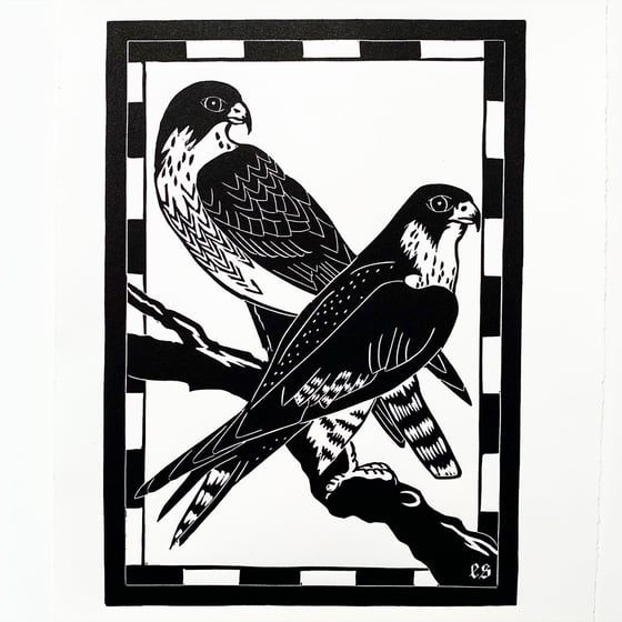 Image of Two Peregrine Falcons 