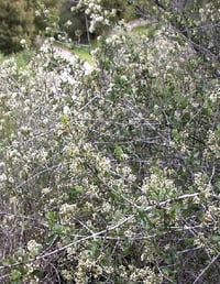 Image 2 of Buckbrush: Ceanothus cuneatus