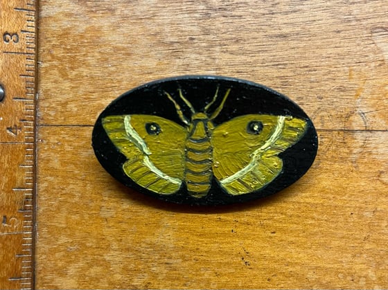 Image of Large moth 