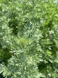 Image 3 of Wormwood Salve