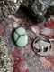 Image of Desert Bloom Variscite #2