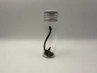 Image 1 of Dry Preserved Vole (Microtus pennsylvanicus) Feet & Tail Set