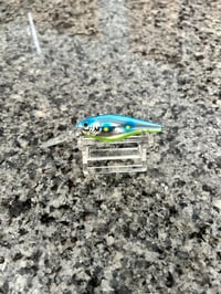 Blue Shad 5