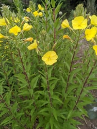 Image 2 of Evening Primrose : Oenothera biennis