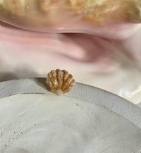 Image 8 of Shell Rings