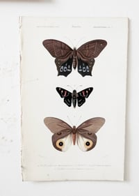 Image 3 of Illustration Ancienne Papillon