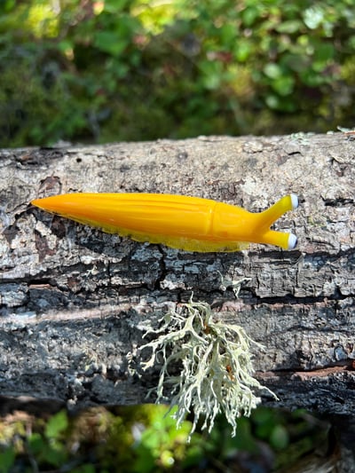 Image of Yellow/orange Boro Slug