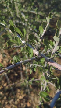 Image 4 of Buckbrush: Ceanothus cuneatus