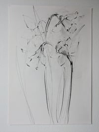 Daffodils II