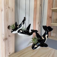 Image 4 of  Orca Whale with Air Plant, Hanging