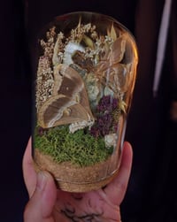 Image 4 of Eri Silkmoth & Large Flourite Cloche 