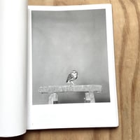 Image 2 of Jack Latham - Parliament of Owls