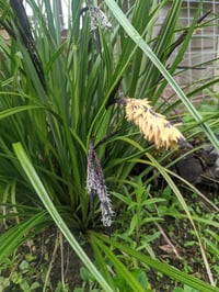 Image 1 of Slough sedge : Carex obnupta