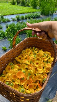 Image 2 of Calendula Salve