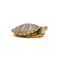 Red Eared Slider 