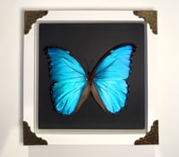 Image 1 of Blue Morpho White Frame