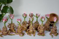 Image 1 of Baby Rosebud Mandrakes
