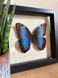 Image 2 of Butterfly Species 